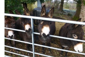 Cute donkeys in Ireland
